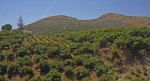 Paco Camacho y los molinos de agua