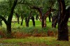 image of The forests in the Green Economy in North Africa and the Middle East