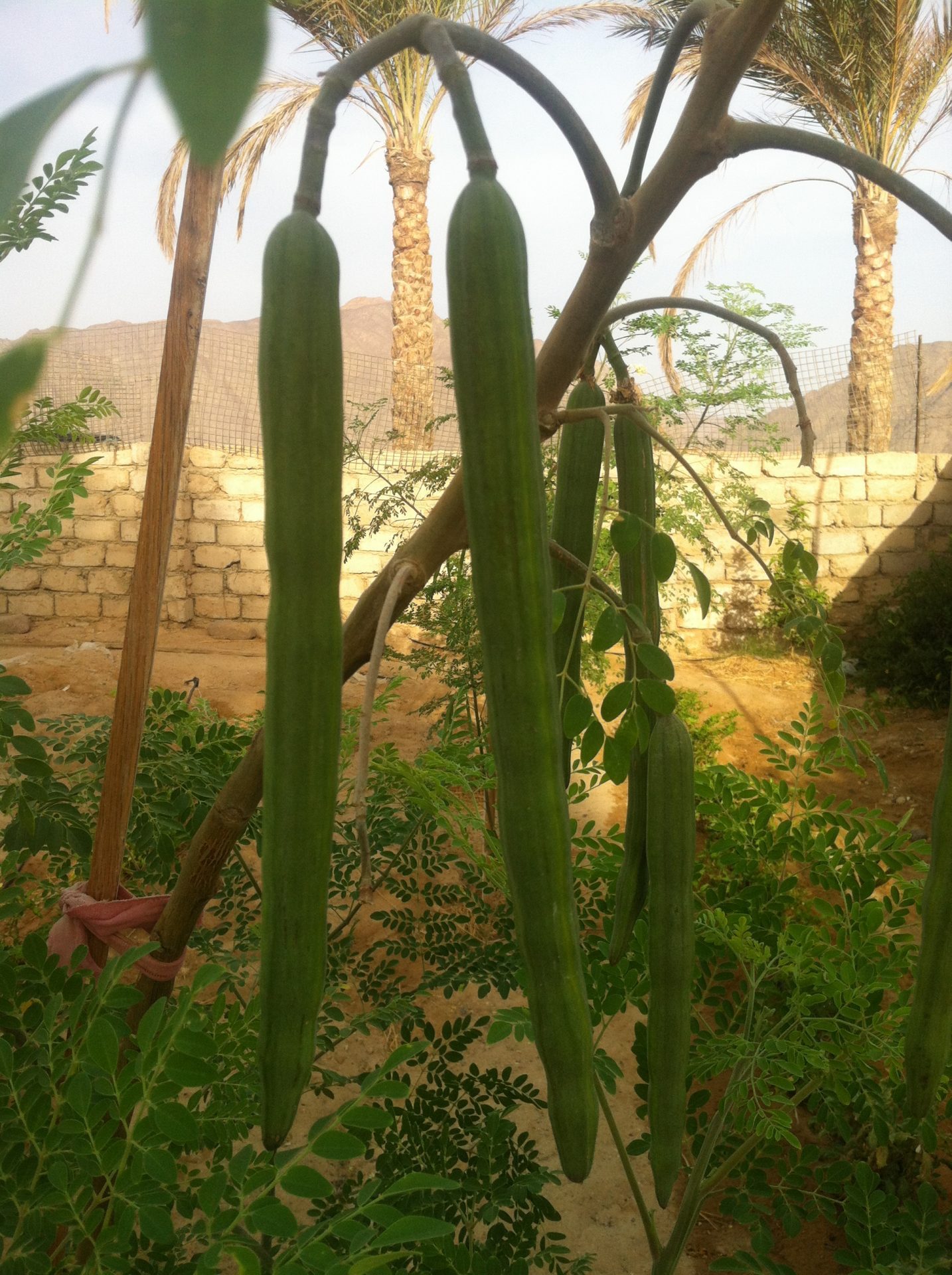 The Habiba Organic Farm. Sinai, Egypt - Med-O-Med