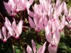 Cyclamen persicum