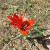 Tulipa agenensis