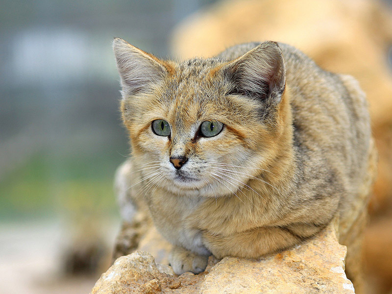 sand cat for sale