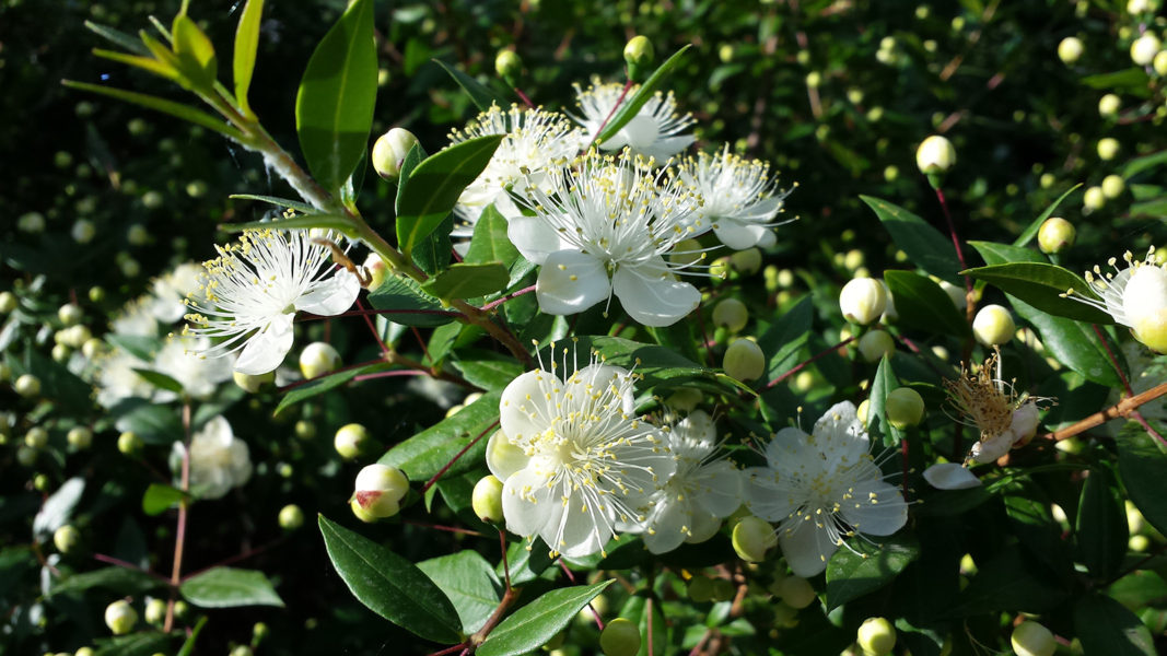 Nomenclatural contributions to two varieties of Myrtus communis - Med-O-Med