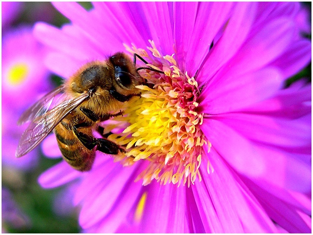 EU's enviromental triumph to save the bees - Med-O-Med