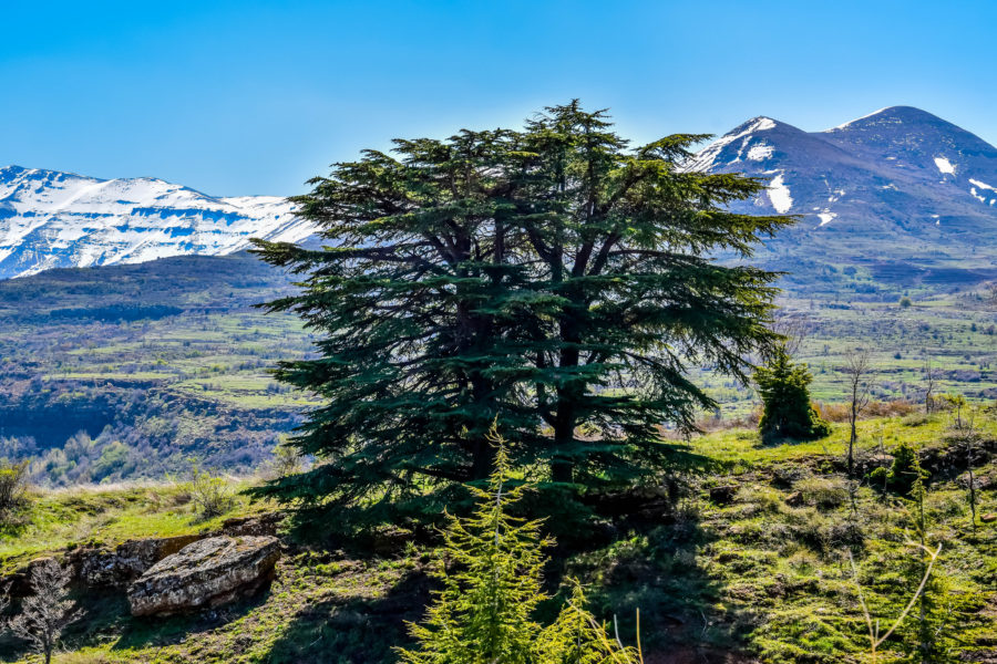 cedars of lebanon tree