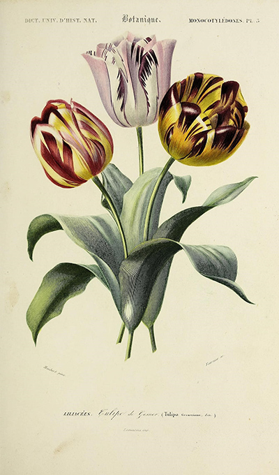 The real origin of European tulips - Med-O-Med