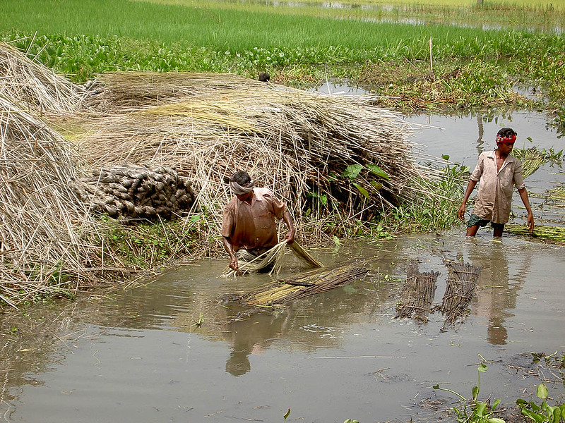 Jute, The Future's Golden Fiber - Med-O-Med