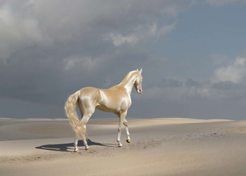 The Akhal-Teke horse, the jewel of Turkmenistan - Med-O-Med
