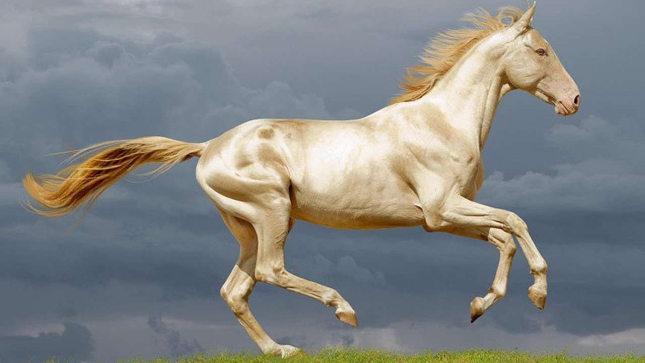 An image illustration of Most Beautiful Horse In The World